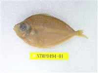 藏品(黃斑鰏)的圖片